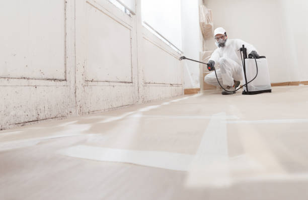 Black mold remediation team in Madison